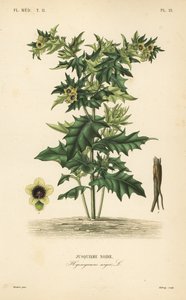 Svart hønebane eller stinkende nattskygge, Hyoscyamus niger, Jusquiame noire av Unbekannt