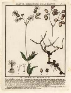 Blærecampion, Silene vulgaris. av Unbekannter Künstler