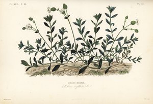 Blærecampion, Silene vulgaris, Silene inflata, Silene-buler av Unbekannt