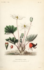 Bloderot, Sanguinaria canadensis, blodtørstige Canada av Unbekannt