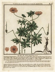Blodig tranesebb, Geranium sanguineum. av Unbekannter Künstler