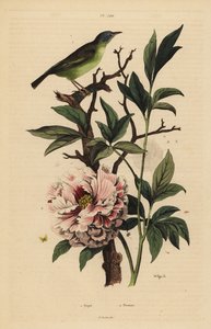 Blåhodet viftehale, Rhipidura cyaniceps 1 og peon, Paeonia suffruticosa 2 av Unbekannt