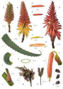 Botanisk bord/Aloe arborescens/Aloe arborescens av Unbekannt