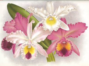 Botanisk styre/Cattleya labiata/Lindenia av Unbekannt