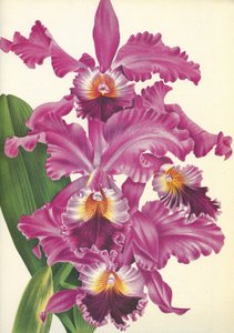 Botanisk tavle/Cattleya labiata var. Perfecta/Lindenia av Unbekannt