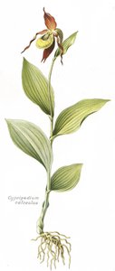 Botanisk tavle/Cypripedium calceolus/Venus hov av Unbekannt