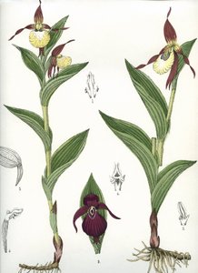 Botanisk tavle/Cypripedium calceolus/Venus hov av Unbekannt
