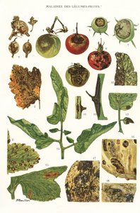 Botanisk styre/fruktgrønnsakssykdommer av Unbekannt