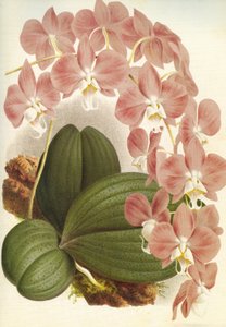 Botanisk tavle/Phalaenopsis sanderiana/Lindenia av Unbekannt