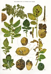 Botanisk styre/Potetsykdommer/Solanum tuberosum av Unbekannt