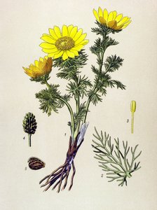 Botanisk bord. Gift (giftig) og medisinplante: Spring Adonis (Adonis vernalis) av Unbekannter Künstler