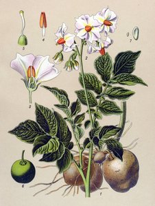 Botanisk bord, potetplante, potet (Solanum tuberosum)