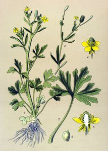 Botanisk bord. Venenøs (giftig): Smørblomst eller ranunkelbladselleri (Ranunculus sceleratus) av Unbekannter Künstler