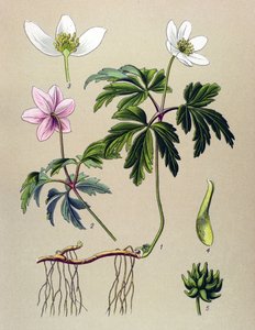 Botanisk bord. Venenøs (giftig) og medisinsk plante: Anemone sylvie eller Anemone of the woods (Anemone nemorosa) av Unbekannter Künstler