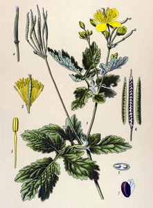 Botanisk bord. Venenøs (giftig) og medisinsk plante: Chelidoine eller stor chelidoin (Chelidonium majus) av Unbekannter Künstler