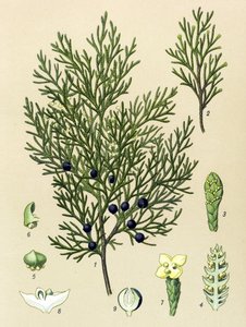 Botanisk styre. Venenøs (giftig) og medisinsk plante: Sabine einer (Juniperus sabina) av Unbekannter Künstler