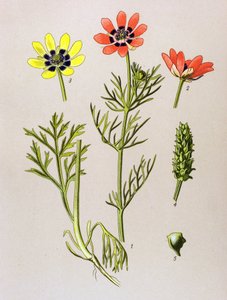 Botanisk bord. Venenøs (giftig) og medisinsk plante: Summer Adonis (Adonis aestivalis) av Unbekannter Künstler