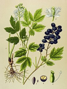 Botanisk bord. Venenøs (giftig) og medisinsk plante: Summer Adonis (Adonis aestivalis) av Unbekannter Künstler
