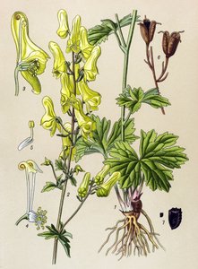 Botanisk bord. Venenøs (giftig) og medisinsk plante: Ulvedreper eller ulvdreper (Aconitum lycoctonum) av Unbekannter Künstler
