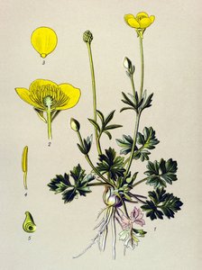 Botanisk styre. Venenøs plante (giftig): Løkende smørblomst eller gullknopp (Ranunculus bulbosus) av Unbekannter Künstler
