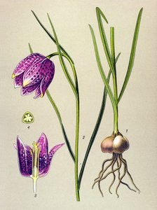 Botanisk bord. Venenøs plante (giftig): perlehøne eller "perlehøne" (Fritillaria meleagris) av Unbekannter Künstler