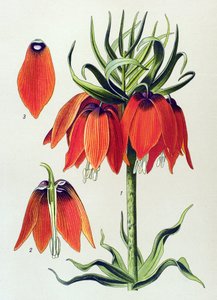 Botanisk bord. Venenøs plante (giftig): imperiale fritillaria imperialis av Unbekannter Künstler