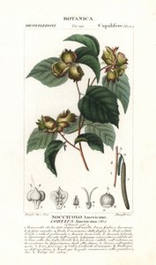Botanisk tavle: hasselnøtt og hasselnøtt - amerikansk hasselnøtt, Corylus americana, hjemmehørende i Nord-Amerika. Håndkolorert kobberstikk med stiplede stikk fra Jussieus «Dictionary of Natural Science», 1837. Gravert av Stanghi, tegnet av Pierre Jean-Fra av Unbekannter Künstler
