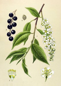 Botanisk bord, plante: Kirsebærtre (Prunus padus) av Unbekannter Künstler