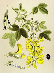 Botanisk bord, plante: Vanlig cytitt eller falsk ibenholt (Cytisus Laburnum) av Unbekannter Künstler