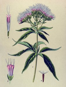 Botanisk bord, plante: Eupatorium med hampblad (Eupatorium cannabinum) av Unbekannter Künstler