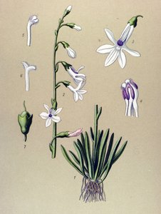 Botanisk bord, plante: Lobelia (Lobelia dortmanna) av Unbekannter Künstler