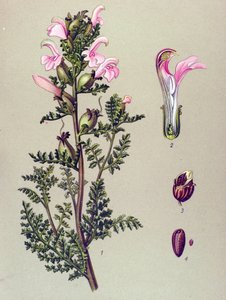 Botanisk bord, plante: Sumppedikulær (Pedicularis palustris) av Unbekannter Künstler