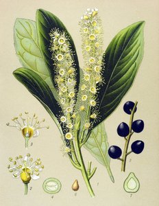 Botanisk bord, plante: kirsebærbukt (Prunus Laurocerasus) av Unbekannter Künstler
