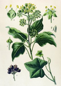 Botanisk bord, giftig og medisinsk plante: klatrende eføy eller vanlig eføy (Hedera helix) av Unbekannter Künstler