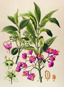 Botanisk bord, giftig plante: Europeisk trekull (Euonymus europaeus) av Unbekannter Künstler