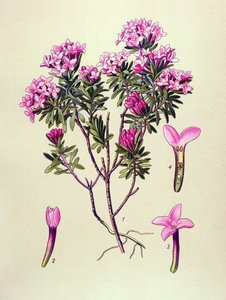 Botanisk bord, giftig plante: camelee eller camelee of the Alps (Daphne Cneorum) av Unbekannter Künstler