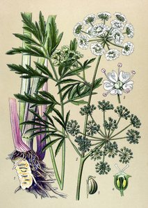 Botanisk bord, venenøs (giftig) og medisinplante: Akvatisk hemlock (Cicuta virosa). av Unbekannter Künstler