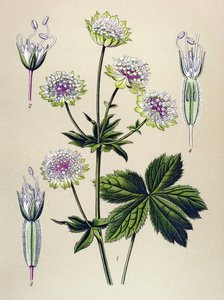 Botanisk bord, veneøs (giftig) og medisinsk plante: stor astrant (Astrantia major)