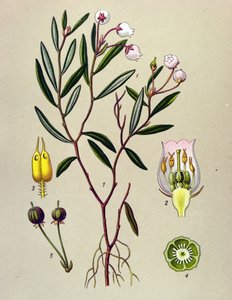 Botanisk bord, venenøs plante (giftig): Andromede har poliumblader (Andromeda polifolia) av Unbekannter Künstler