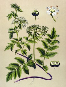Botanisk bord, venenøs plante (giftig): Berle (Berula angustifolia) av Unbekannter Künstler