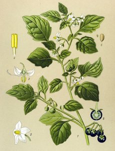 Botanisk bord, venenøs plante (giftig): Svart nattskygge (Solanum nigrum) av Unbekannter Künstler