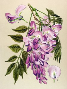 Botanisk bord, venenøs plante (giftig): kinesisk glysin (Wistaria chinensis) av Unbekannter Künstler