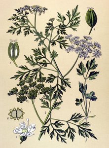 Botanisk bord, venenøs plante (giftig): Hundepersille eller falsk persille (Aethusa cynapium) av Unbekannter Künstler