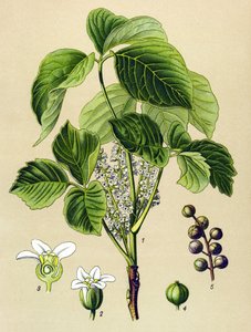 Botanisk bord, venenøs plante (giftig): klatrende sumak (Rhus toxicodendron) av Unbekannter Künstler