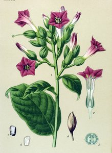 Botanisk bord, venenøs plante (giftig): prydtobakk (Nicotiana tabacum) av Unbekannter Künstler