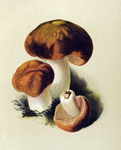 Botanisk bord med giftig sopp (giftig): Russule foetens (Russula foetens) av Unbekannter Künstler