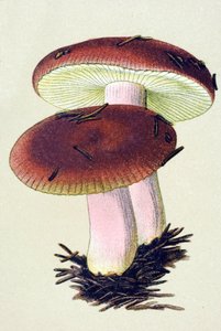 Botanisk tavle med giftig sopp (venenøs): Brekningsrusselen (Russula emetica) av Unbekannter Künstler