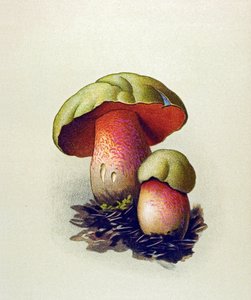 Botanisk tavle med giftig sopp (venenøs): Wolf Bolet (Boletus lupinus) av Unbekannter Künstler