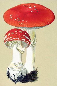 Botanisk bord med giftig sopp (venen): fluealanitt (fluedreper) eller falsk oronge (Amanita muscaria) av Unbekannter Künstler