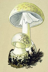 Botanisk bord med giftig sopp (venøs): falloidamanitt (Amanita phalloides) av Unbekannter Künstler